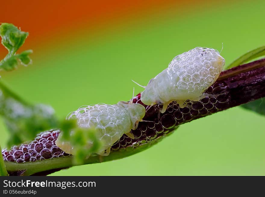 Froghopper or Spittlebug