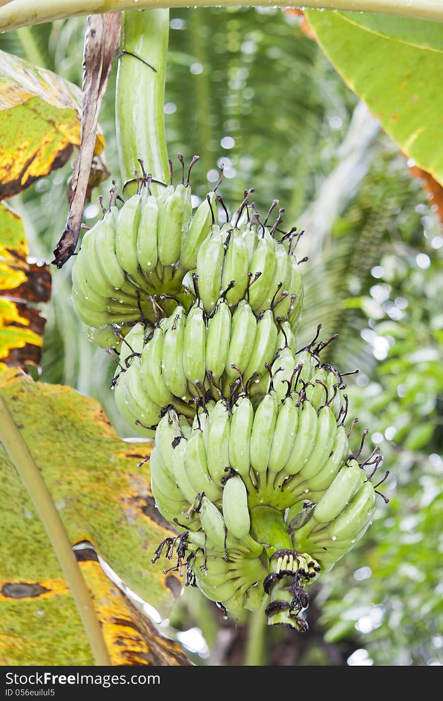 A bunch of unripe bananas