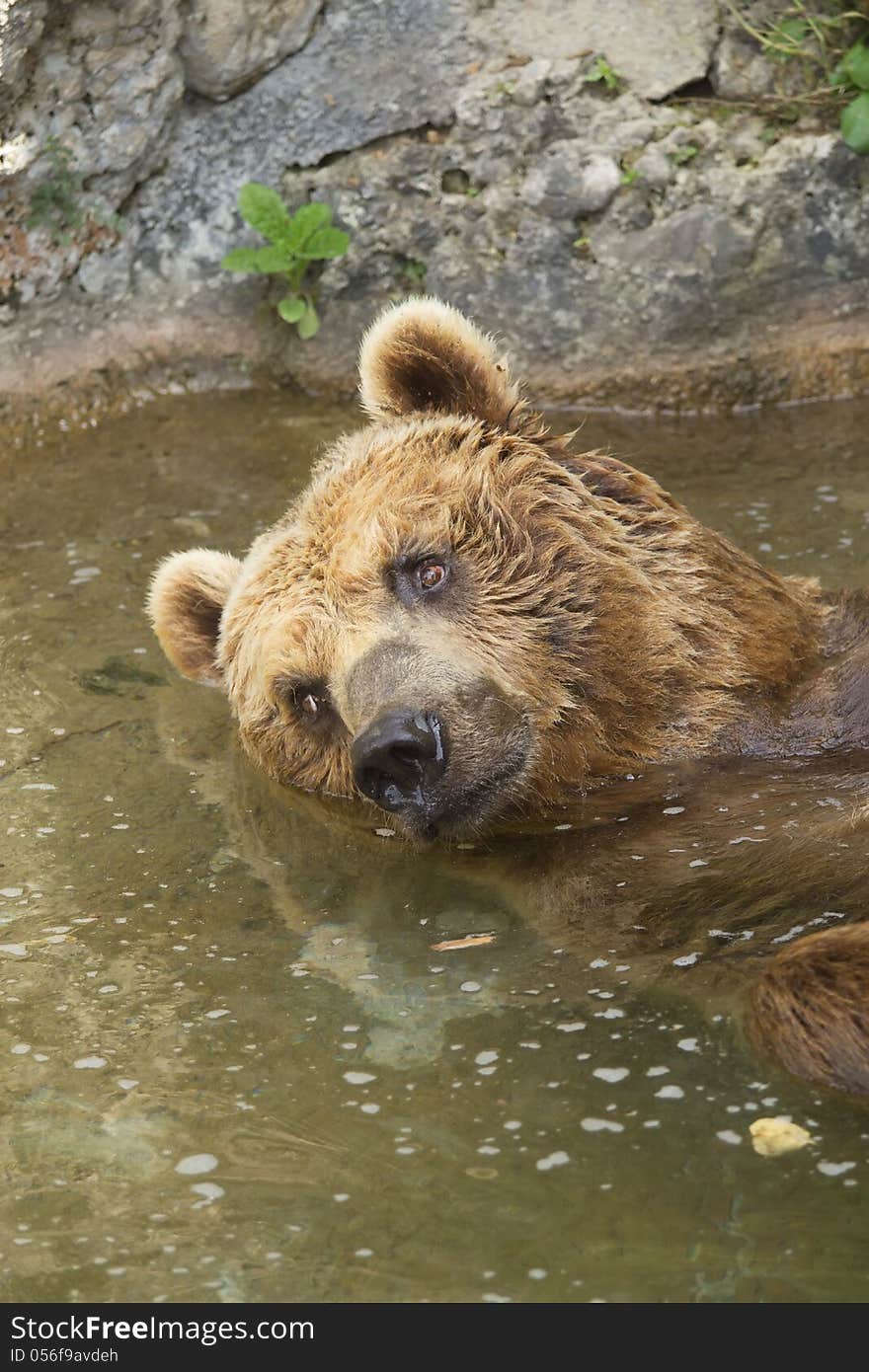 Brown bear taking a bath in the lake. Vertically.