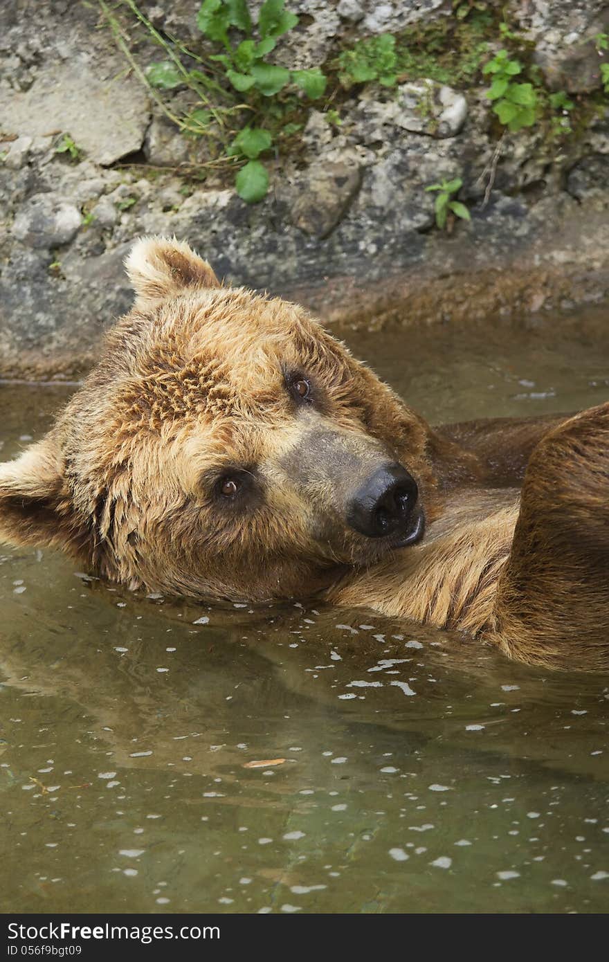 Brown bear taking a bath in the lake.