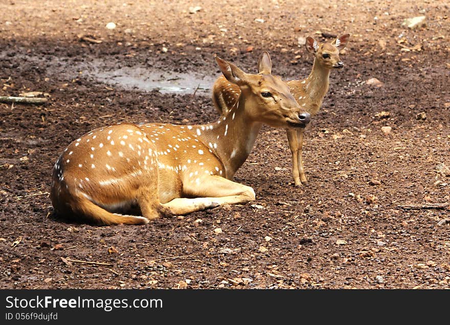 Mother and baby deers in a national park, india