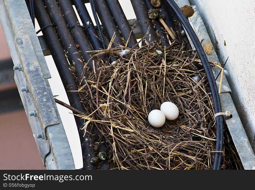 Bird Net And Egg