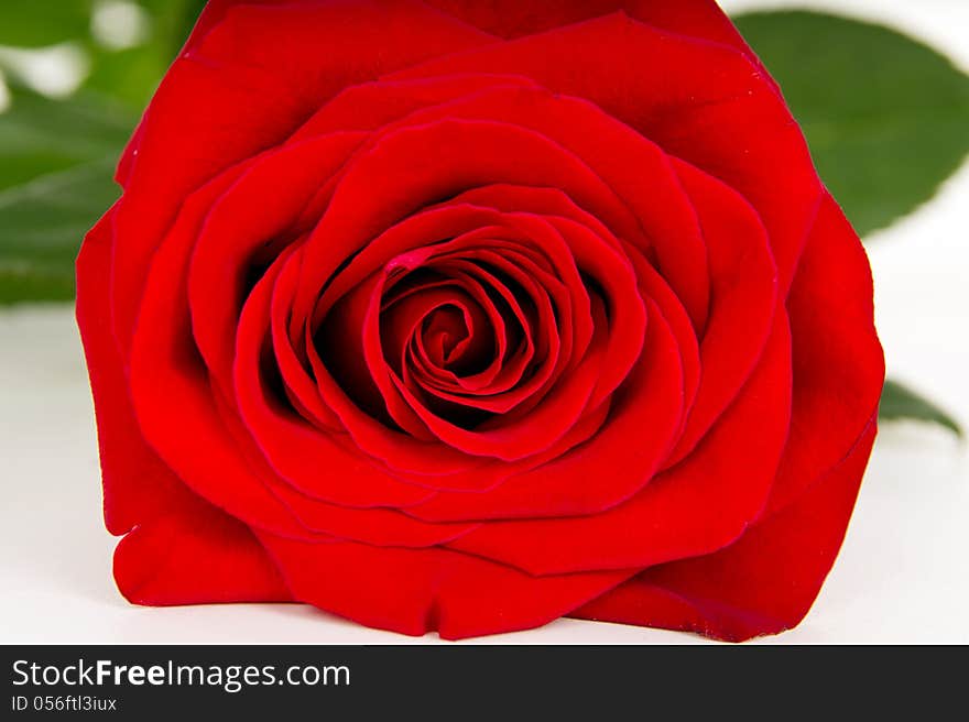 Macro flower bud roses