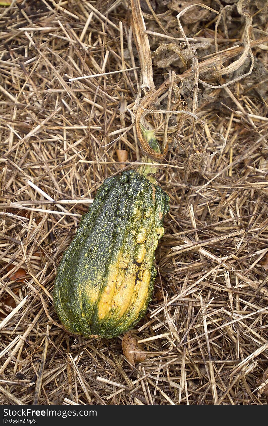 Gourds are one of the earliest crops to be domesticated by man, having been grown for at least 10,000 years as ornamentation or for making musical instruments and utensils. Normally they are inedible due to a lack of flesh or undesirable flavor