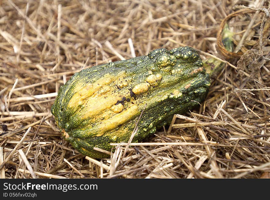 Gourds are one of the earliest crops to be domesticated by man, having been grown for at least 10,000 years as ornamentation or for making musical instruments and utensils. Normally they are inedible due to a lack of flesh or undesirable flavor