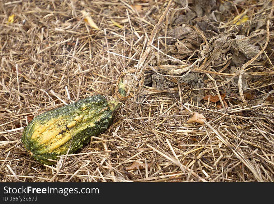 Gourds are one of the earliest crops to be domesticated by man, having been grown for at least 10,000 years as ornamentation or for making musical instruments and utensils. Normally they are inedible due to a lack of flesh or undesirable flavor