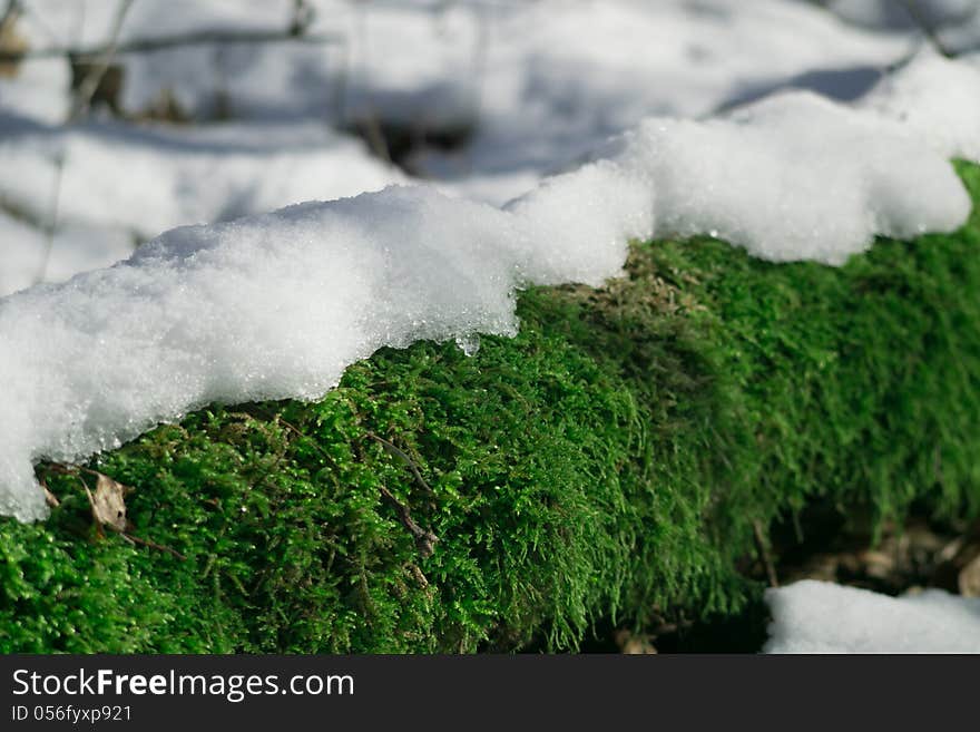 Snow and moss in the wood