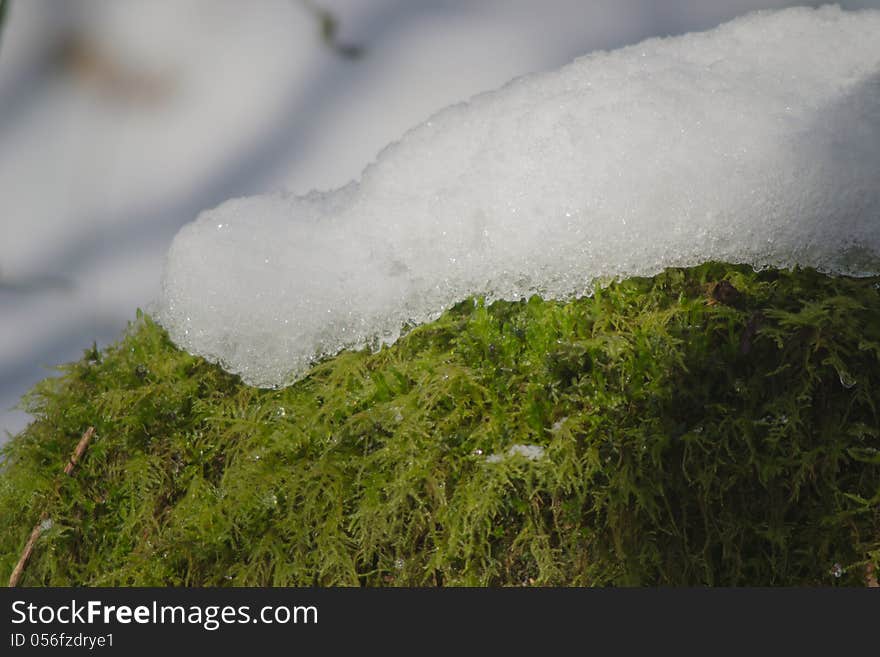 Snow and moss in the wood. Snow and moss in the wood