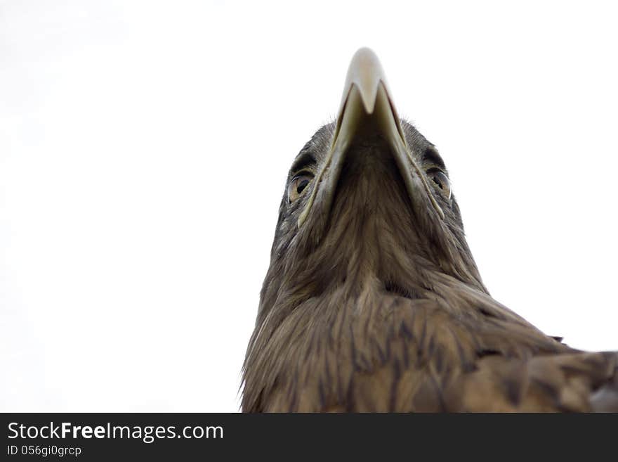 White-tailed sea eagle portrait