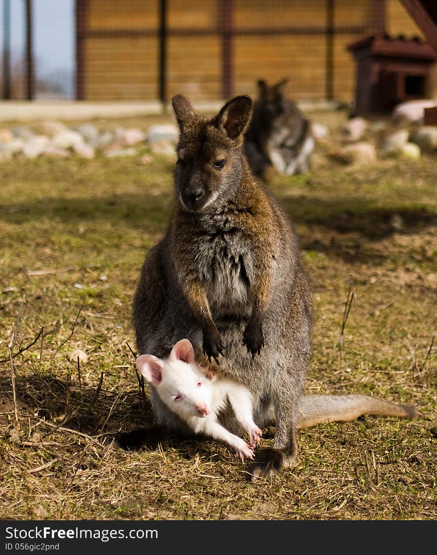 Kangaroo with her albino joey. Kangaroo with her albino joey