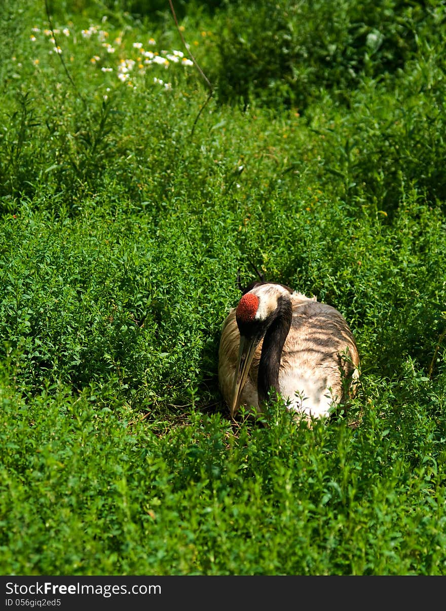 Red-crowned crane sitting on nest