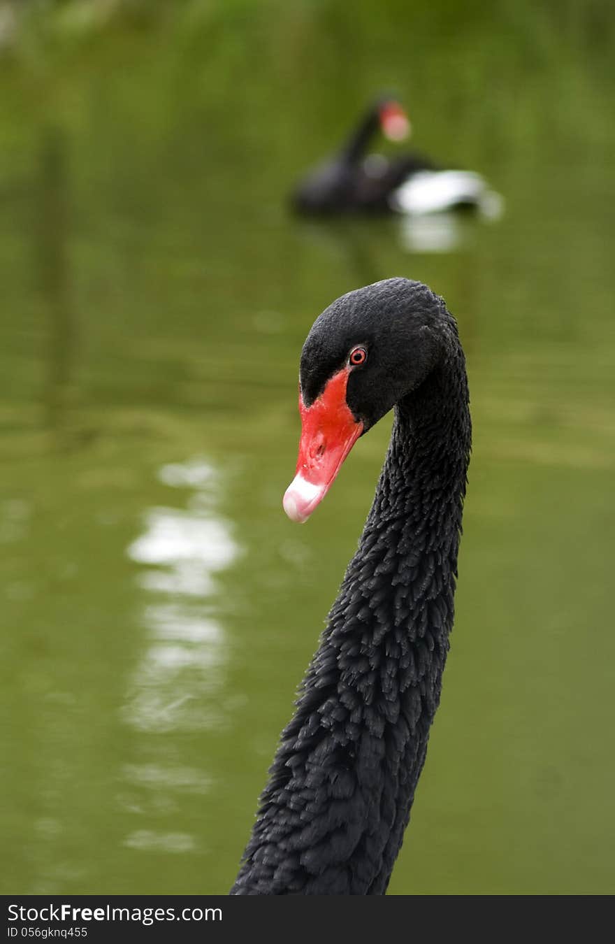 Pair of australian black swans on a pond