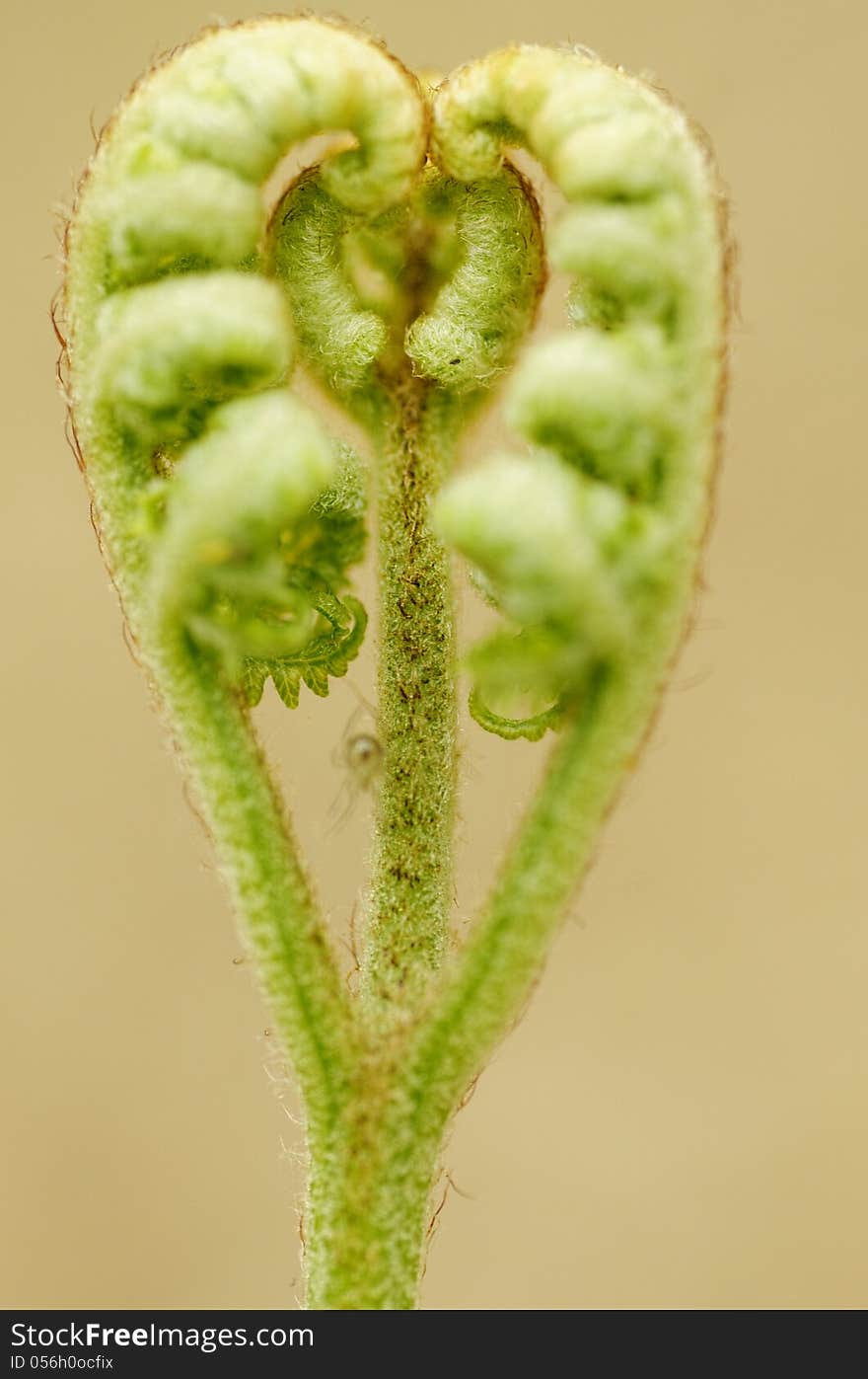 Image taken in 2010 in Codicote, Hertfordshire, England. This image taken in local forest shows the fern at the point when its leaves are about to unfold during the English springtime. Image taken in 2010 in Codicote, Hertfordshire, England. This image taken in local forest shows the fern at the point when its leaves are about to unfold during the English springtime.