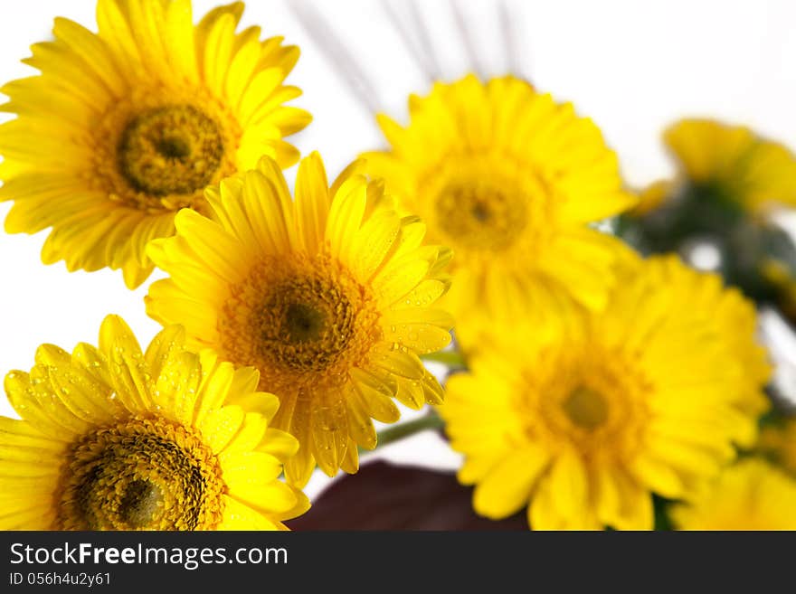 Bouquet of yellow and white  flowers