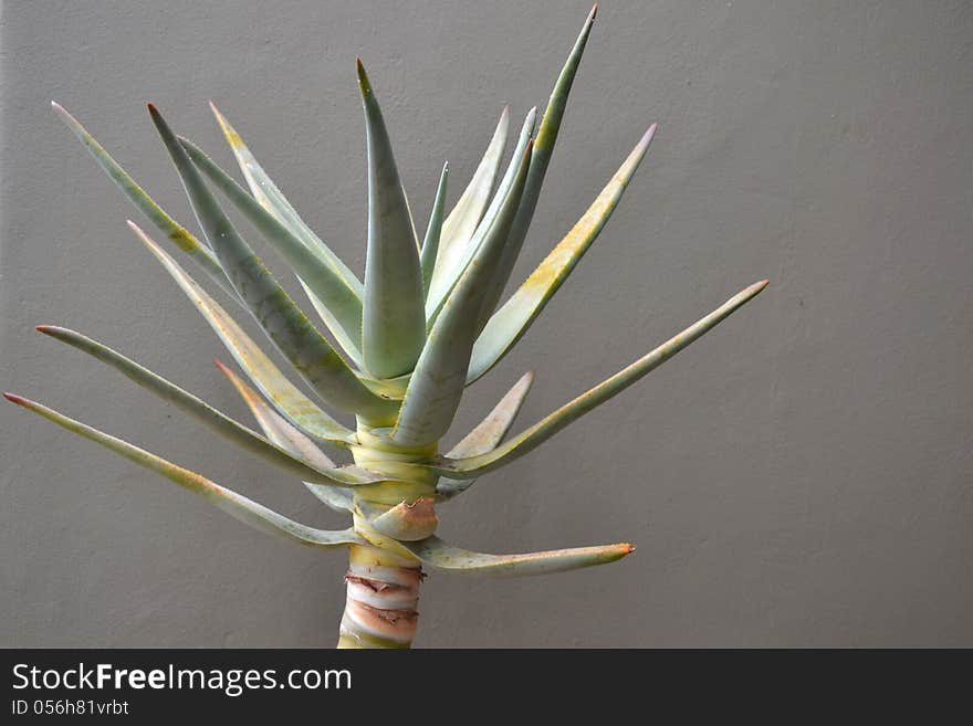 Aloe vera in front of gray background.