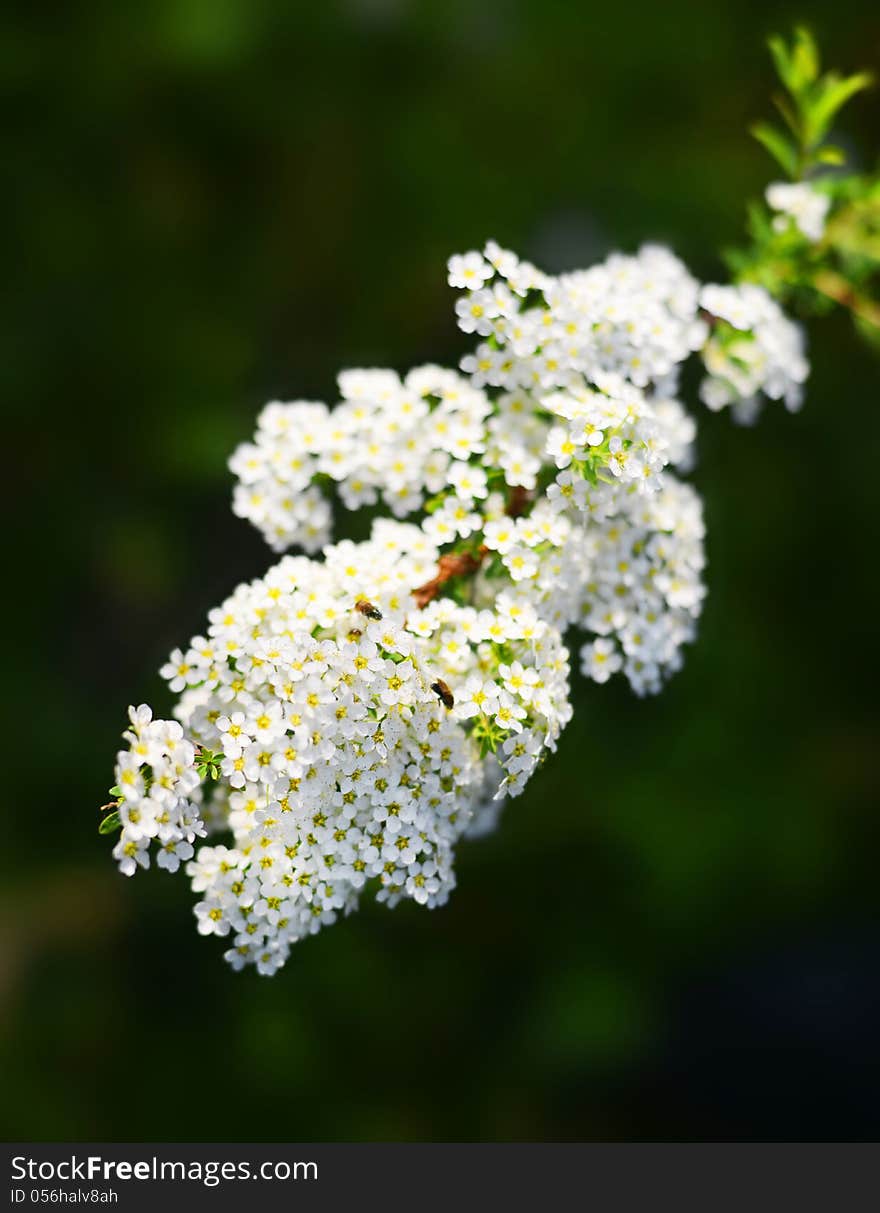 Flowered branch of fruit bush. Flowered branch of fruit bush