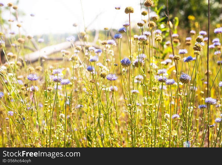 Sunny meadow with purple flowers in the foreground