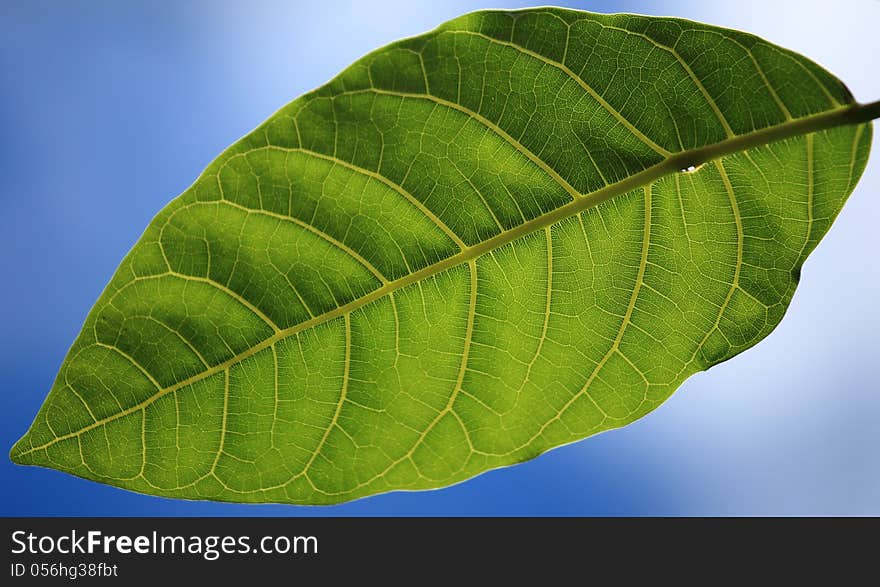 View of a leaf with natural sun as backlight.