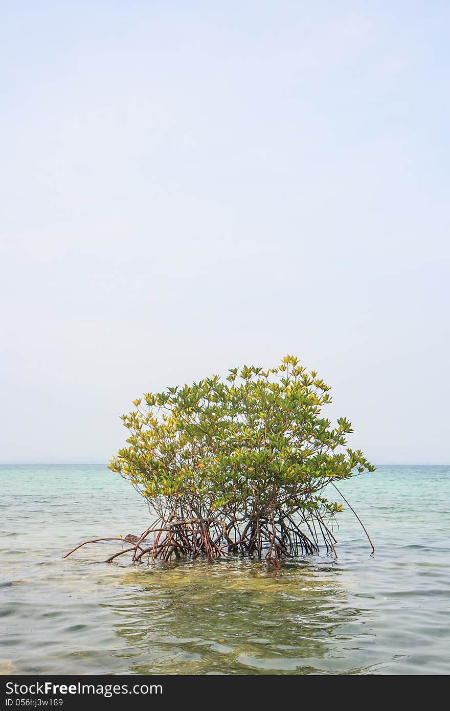 Mangrove in sea