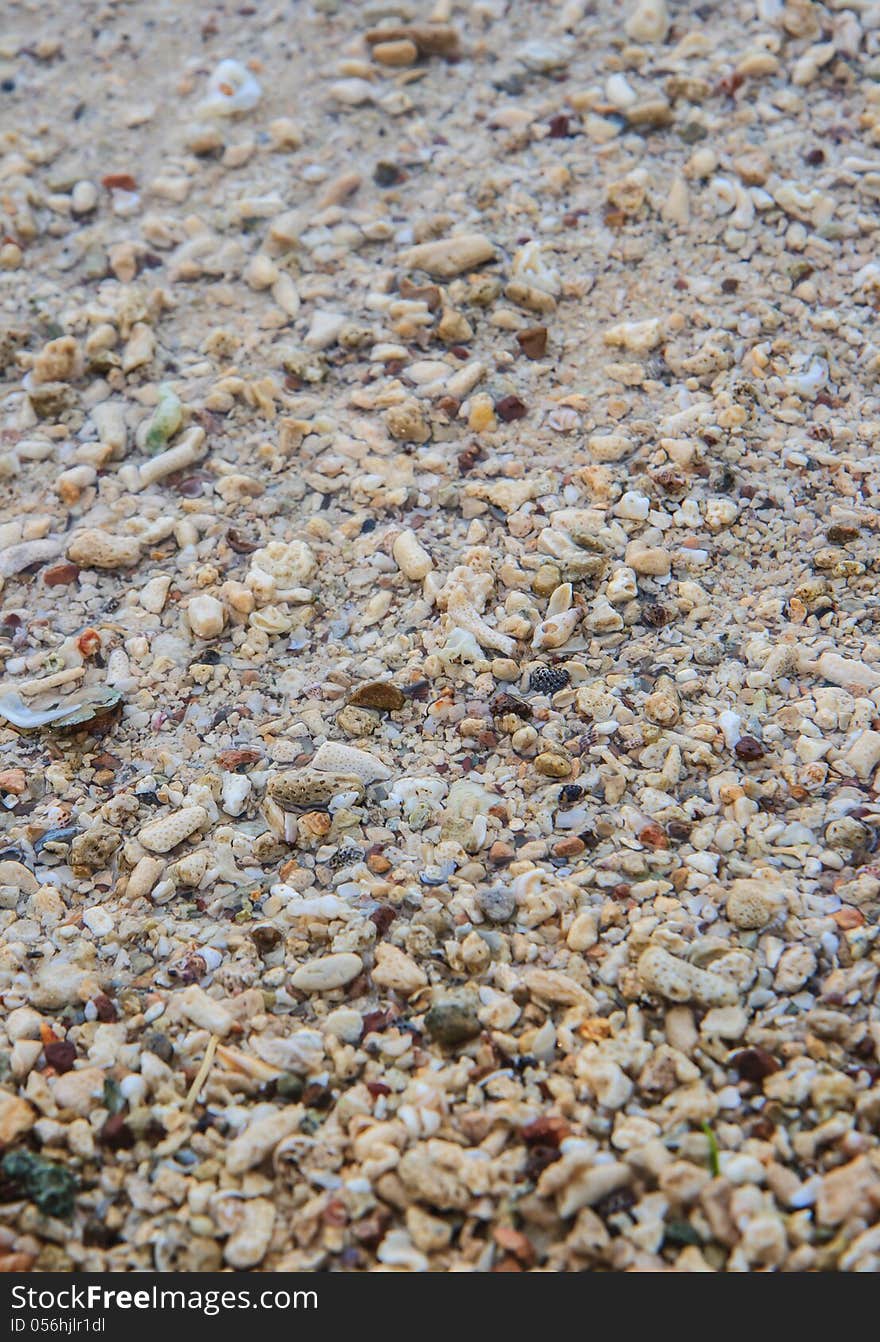 Many little shell on the beach