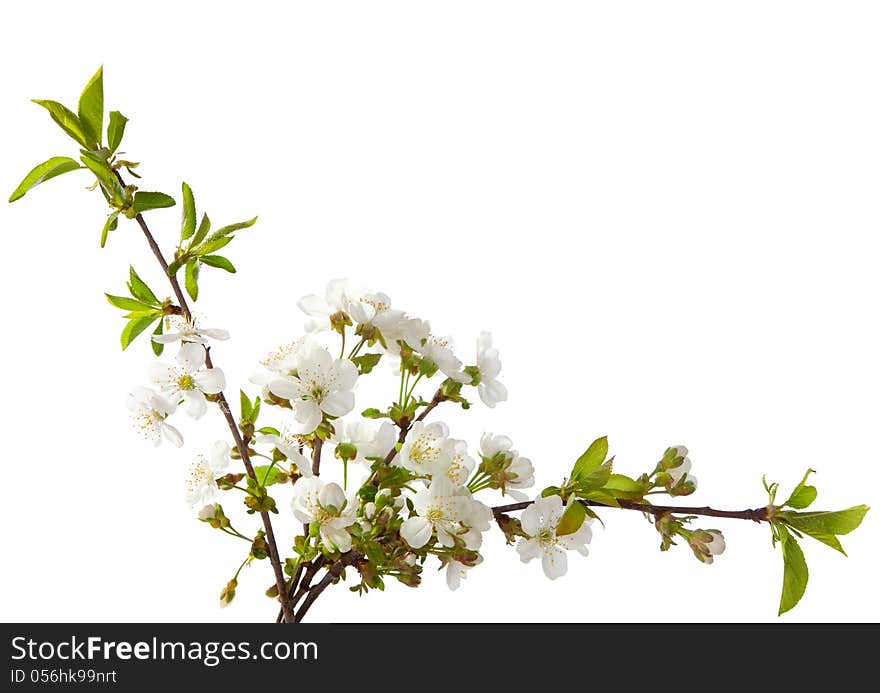 Cherry in blossom isolated on white.