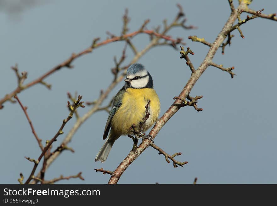 View of a bluetit perched on a twigagainst a blue sky. View of a bluetit perched on a twigagainst a blue sky.