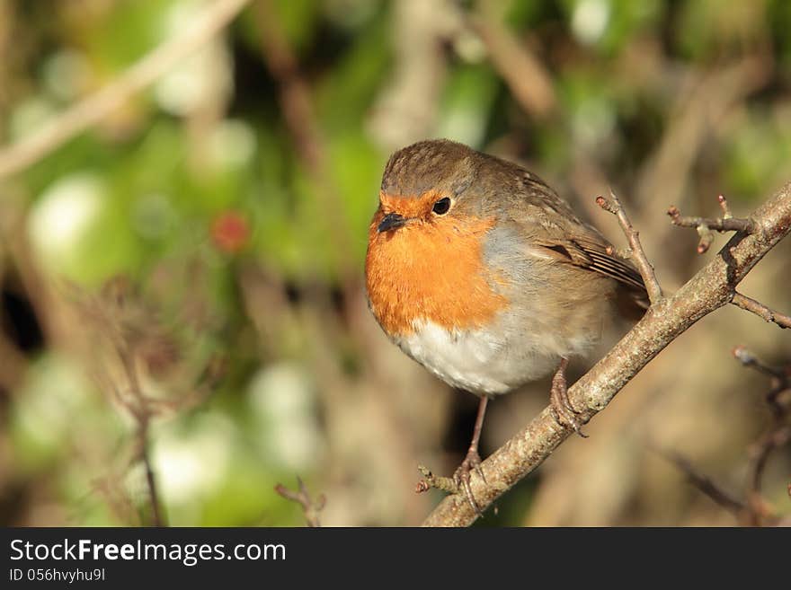 View of a robin perched on a twig against a green background. View of a robin perched on a twig against a green background.