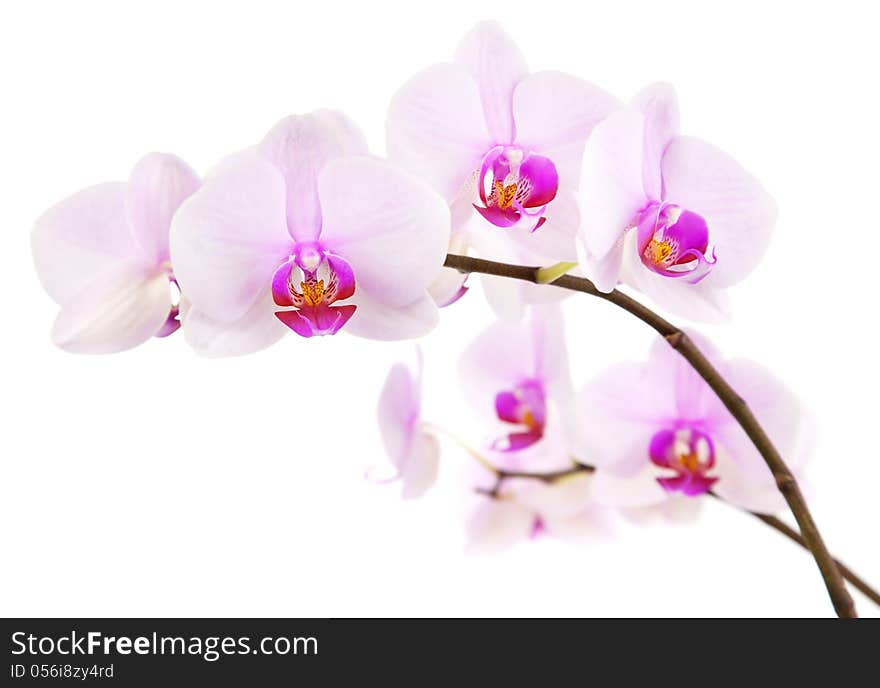 Orchid