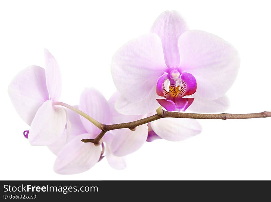 Orchid