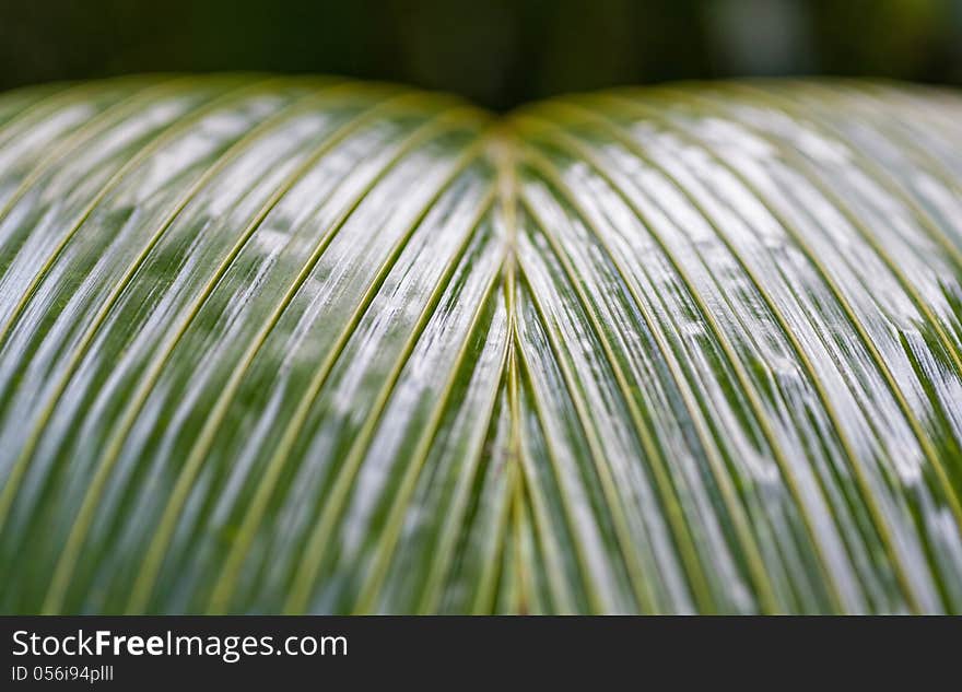 Big green leaf