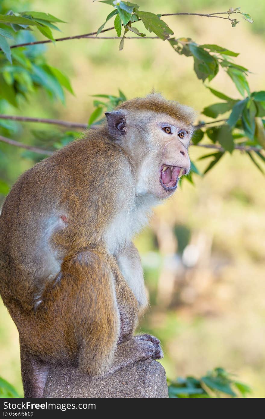 Angry monkey in the forest of Sri Lanka. Angry monkey in the forest of Sri Lanka