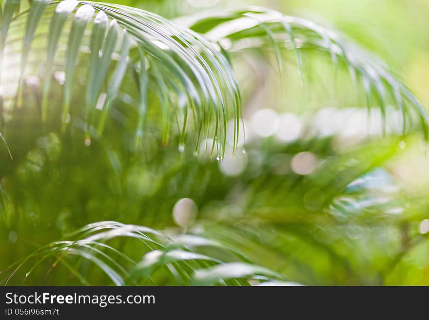 Fresh and green leaves with drops of dew. Fresh and green leaves with drops of dew