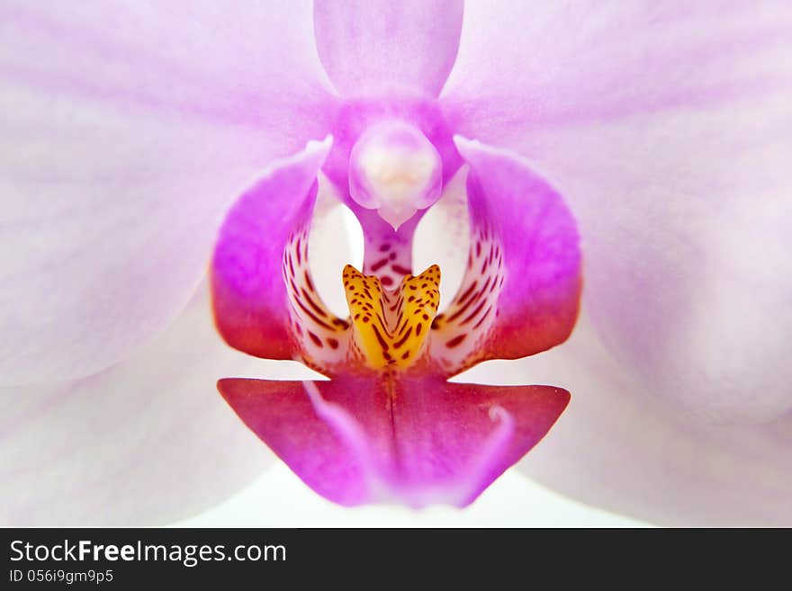 Orchid