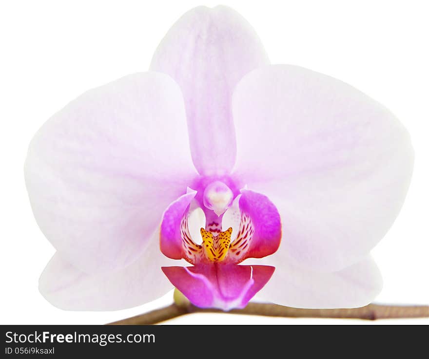 Orchid