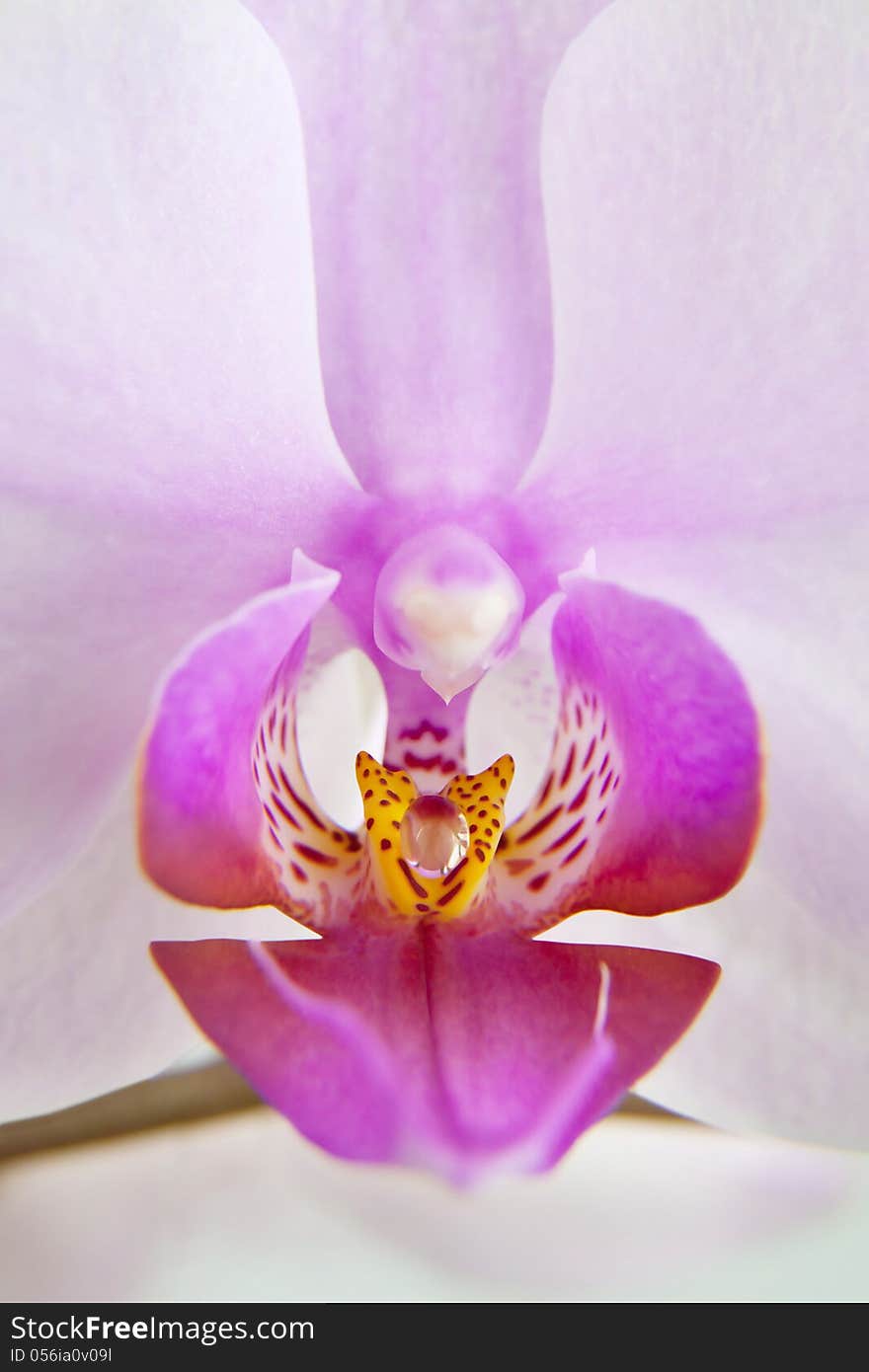 Orchid