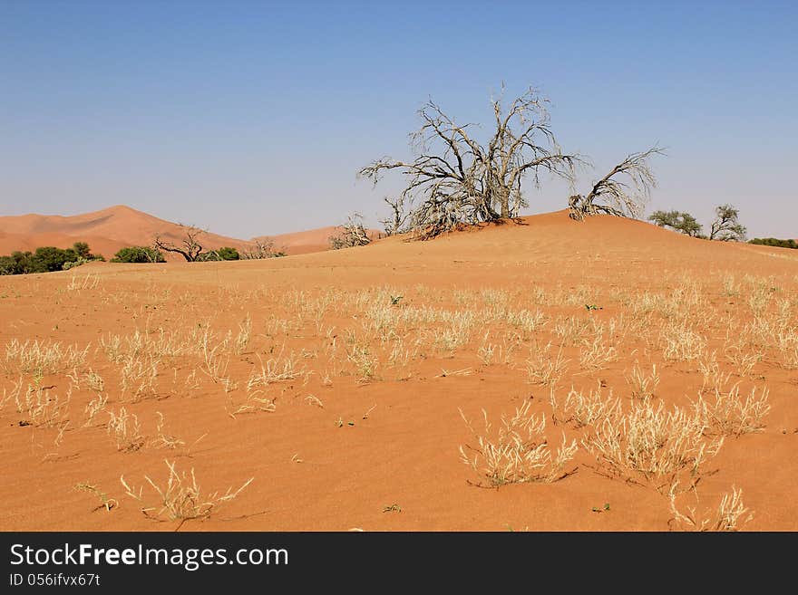 Sossusvlei sand dunes landscape in the Nanib desert near Sesriem, Namibia