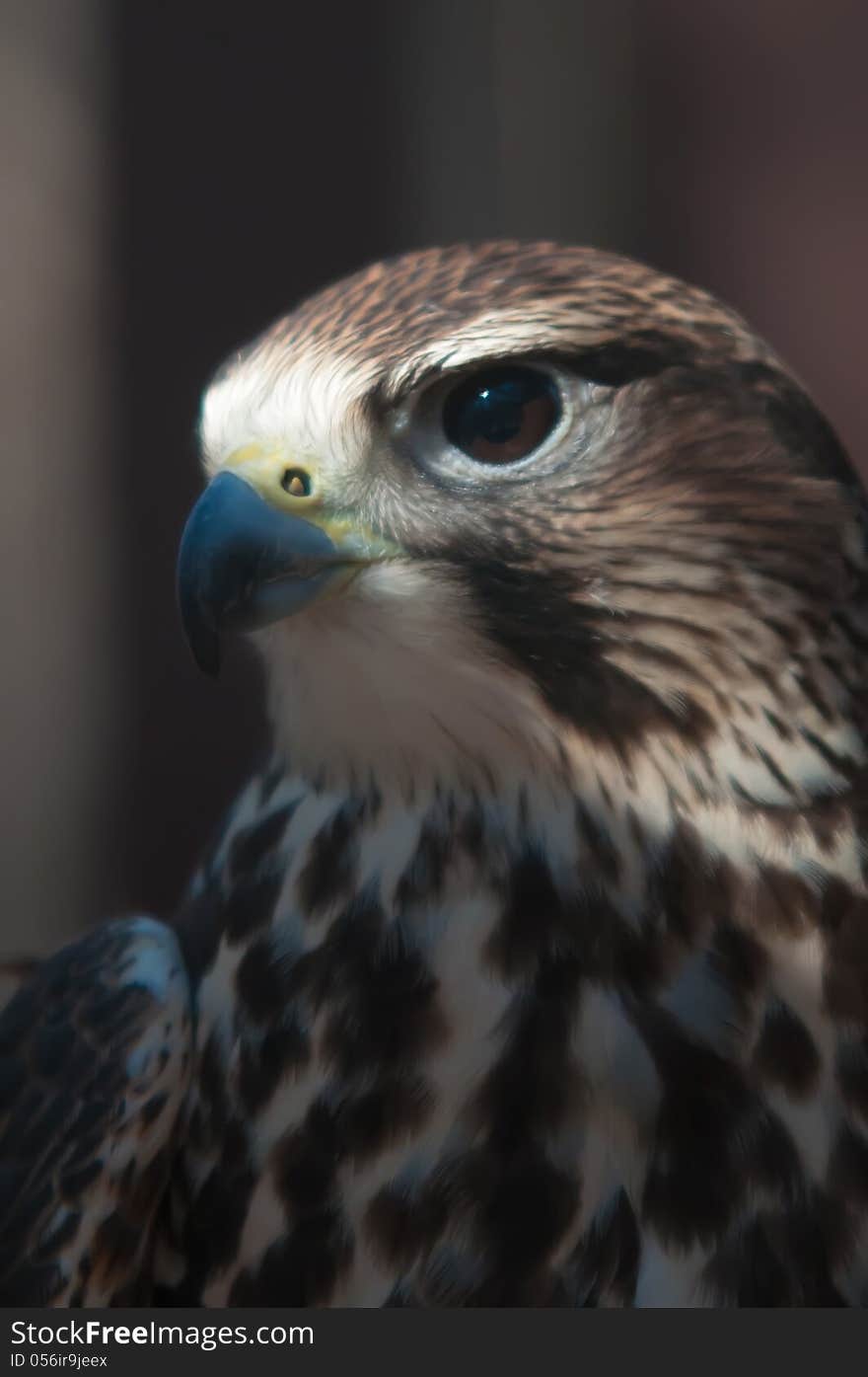 Saker falcon recovering from injury in the cage