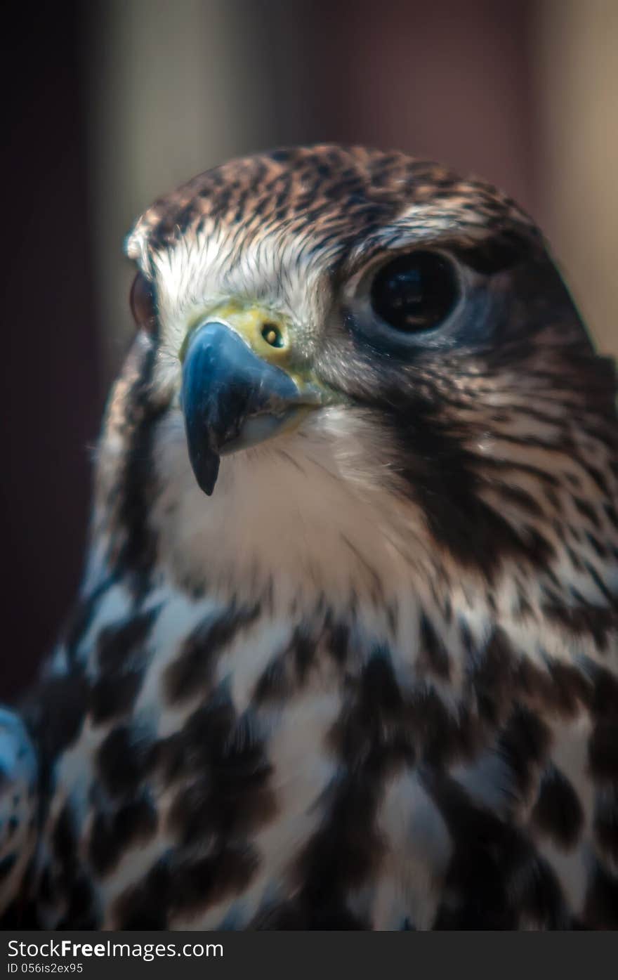 Saker falcon recovering from injury in the cage