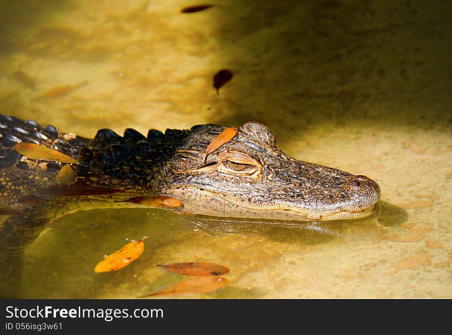 Closeup of an alligator lurking on a shoreline waiting for the next meal to come along. Closeup of an alligator lurking on a shoreline waiting for the next meal to come along.