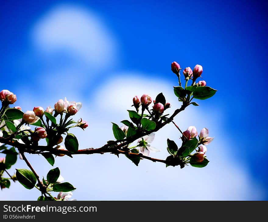 Apple-tree Branch