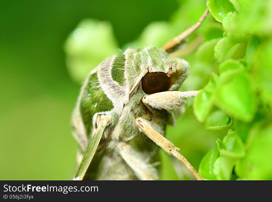 Close up Oleander Hawk moth &x28;Daphnis nerii&x29