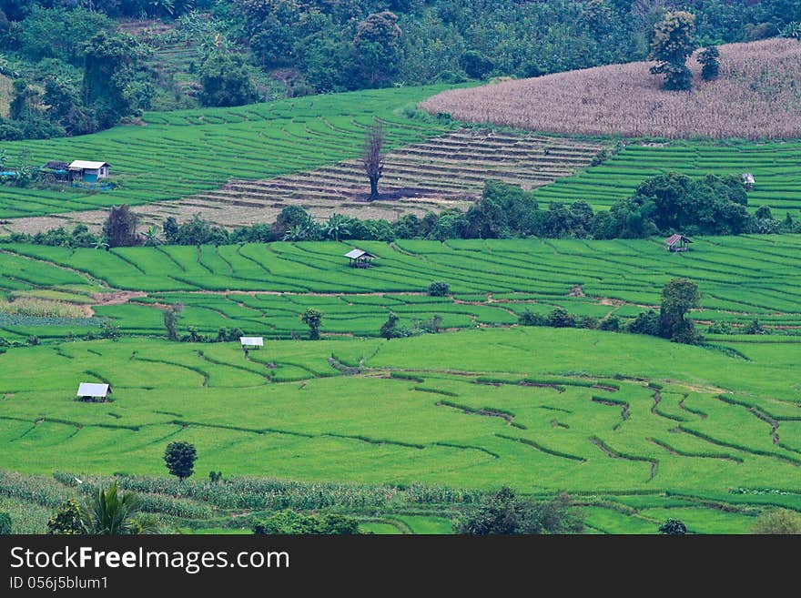 Terraced rice fields in northern Thailand