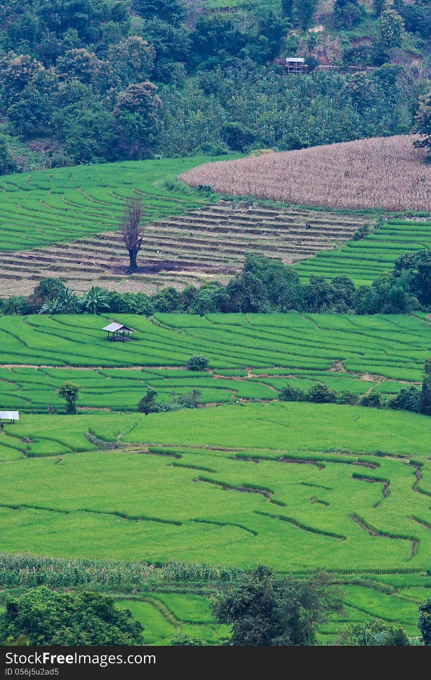 Terraced Rice Fields In Northern Thailand