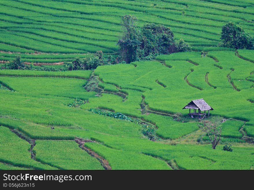 Terraced rice fields in northern Thailand