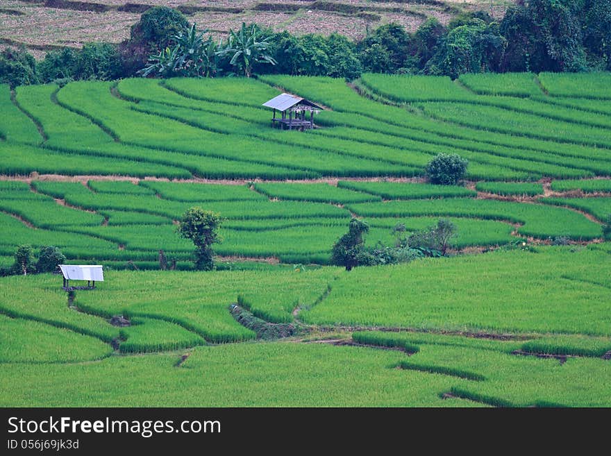 Terraced rice fields in northern Thailand