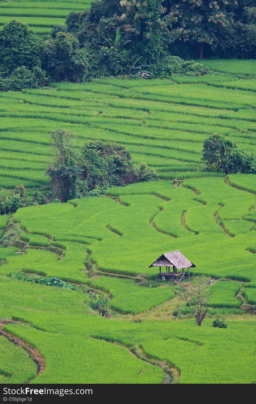 Terraced rice fields in northern Thailand