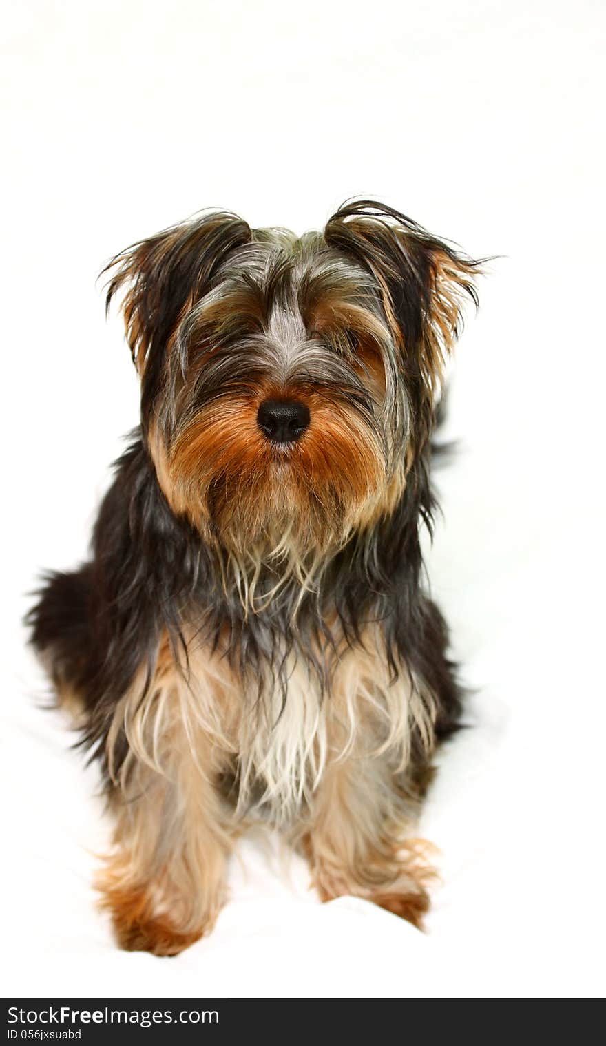 Yorkshire terrier looking at the camera on a white background. Yorkshire terrier looking at the camera on a white background