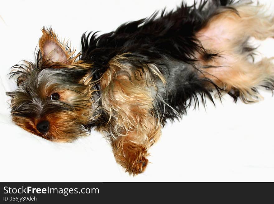 A dog ( Yorkshire terrier ) lie on hi's back waiting for hug