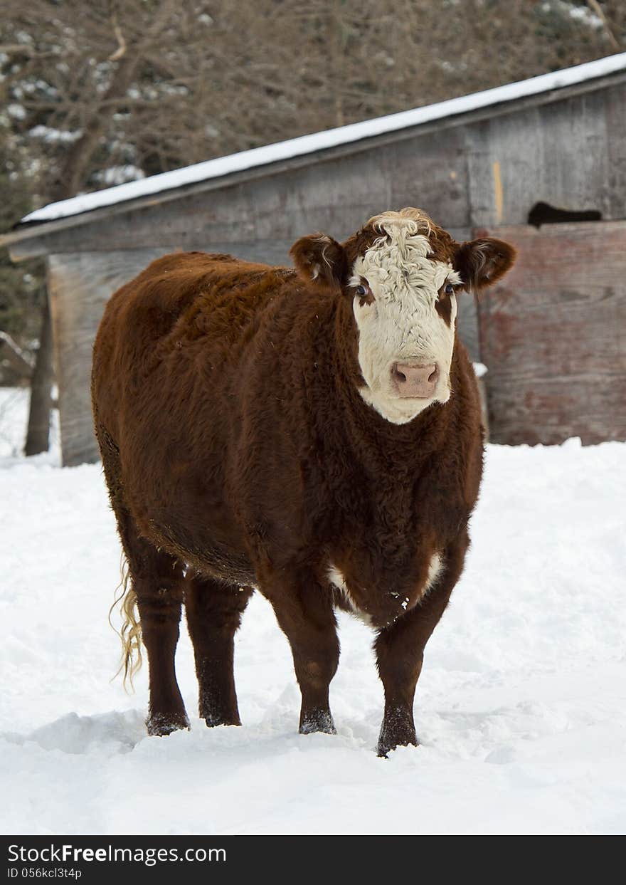 Hereford Cow