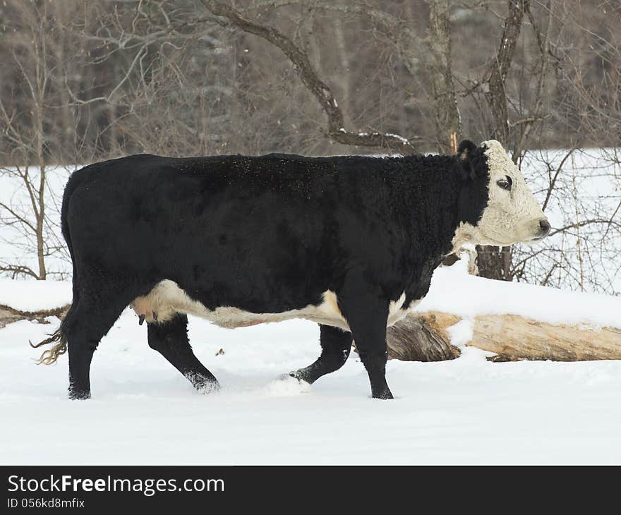 Beef Cow in the winter